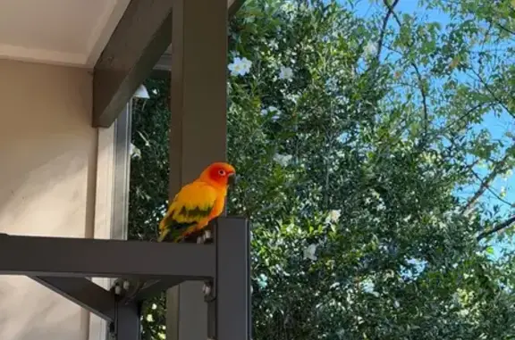 Lost pets Wahroonga, photo: Lost bird, Fox Valley Road, 101, Ku-ring-gai Council, Wahroonga — male sun conure Timmy