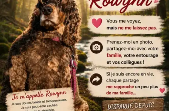 Perdu chien femelle, Guémené-Penfao, Pays de la Loire - couleur feu chocolat - photo