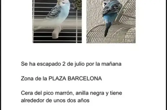 Perdida ave, Carrer Manuel Vic...