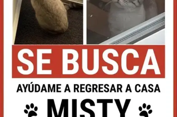 Perdido gato hembra, Calle los Nogales, 6, Gasteiz / Vitoria - 1 año, blanco con gris, con chip - photo