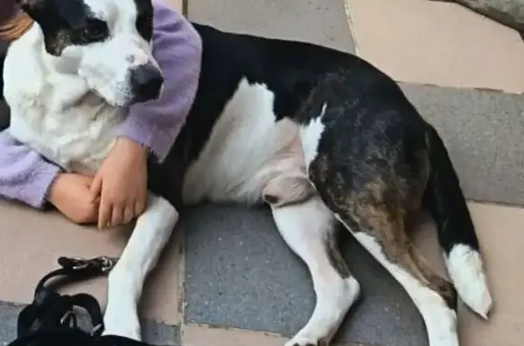 Bandit est un Border Collie de 7 ans, blanc et noir. Il a disparu le jour de l’incendie au camping et s'est probablement enfui pour se mettre à l'abri. Nous espérons de tout cœur qu'il a réussi à s'échapper. ​Si vous l'avez vu ou si vous l'avez recueilli, merci de nous contacter au plus vite. Nous sommes très inquiets.