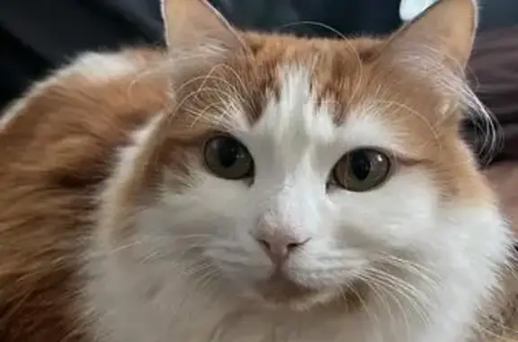 Perdido gato hembra, Calle Albatros, 12, El Puerto de Santa María - ojos verdes y pelo semilargo - photo