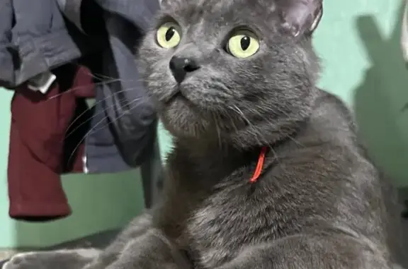 Búsqueda de mascotas, foto: Perdido gato macho, Calle Islas, LT7A, Chimalhuacán, Magdalena Atlicpac - esterilizado