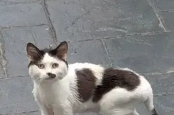 Missing cat North Tonawanda, photo: Lost cat, East Robinson Street, North Tonawanda — female, tiny, with a half mustache and a shaved short coat with a lion tail