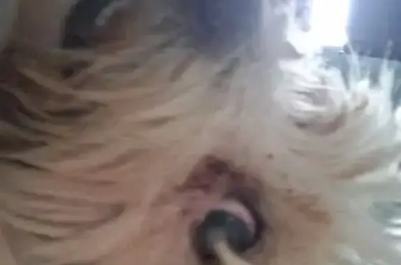 Lost dog female, Burslem, Stoke-on-Trent, UK - blind in one eye - photo