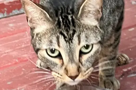 Gato encontrado en Carrer de V...