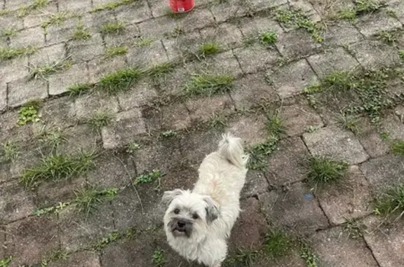 Lost dog, female, Sussex Street, 71, Fraser Coast, Maryborough — creamy Maltese x, 10 years old - photo