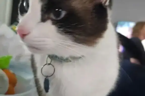 Lost cat, Crestview Drive, 741, Kennedale - male, chunky, blue eyes - photo