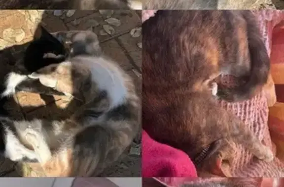 Lost pets Boksburg, photo: Lost cat, Odendaal Road, 32, Boksburg