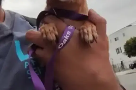 Lost dog, female, Hazeltine Avenue, 6909, Los Angeles - brown Chihuahua - photo