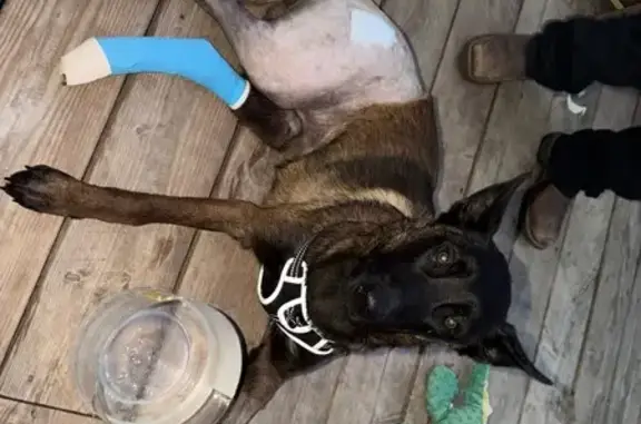 Missing dog Cedar Creek, photo: Lost dog, Valerie Lane, 181, Saint Marys Colony, Cedar Creek - male Belgian Malinois with a shorter right back leg