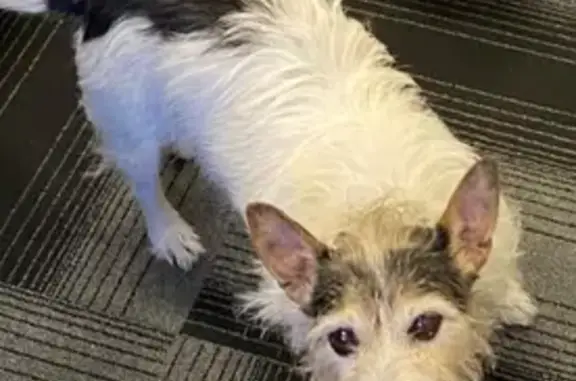 Lost dog, Saunders Street, 12, Mosman Park, Peppermint Grove - black and white Jack Russell cross - photo