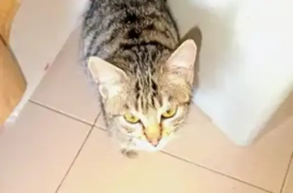 Perdido gato hembra, Avenida de María Zambrano, 15D, Getafe — asustadiza - photo