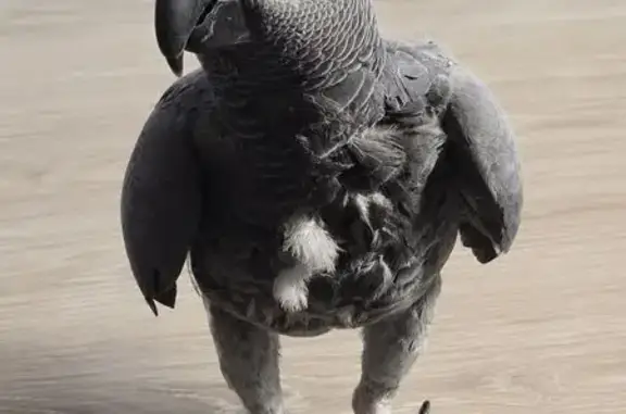 Lost pets Brooklyn, photo: Lost bird, South 3rd Street, 344, Brooklyn - male African grey