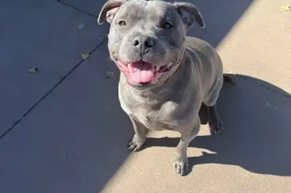 Found dog, Hibiscus Way, West...