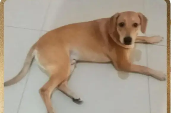 Perdido cachorro macho, Tabule...