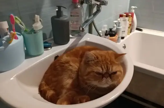 Рижий з великими очима