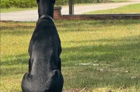 Lost dog, male, Jasper, Florida — 7 months old - photo