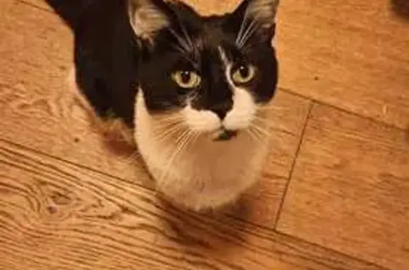 Found cat, Paulet Road, 42, Br...