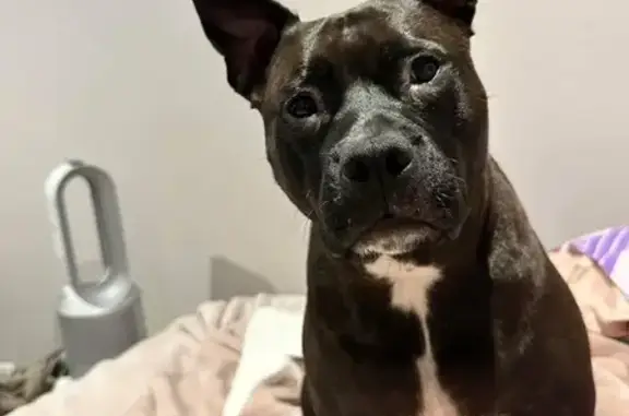 Lost pets Melbourne, photo: Lost dog, Horatio Place, 4, Blacktown, Melbourne - female Staffy, friendly with strangers