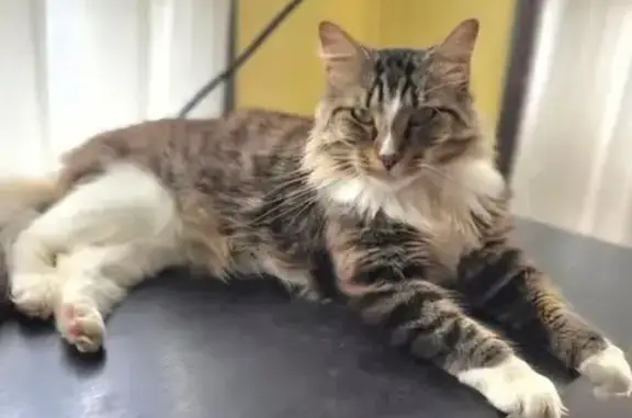 Lost cat, Inverleigh Court, 5, Hume City, Moonee Valley - male, tabby-white, friendly but nervous - photo