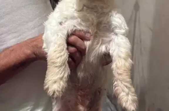 Encontrado cachorro macho, Pra...