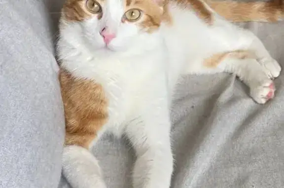 Gato perdido macho, Calle Obispo Pildain, 83B, El Cerrillo, Arucas, joven amarillo y blanco - photo