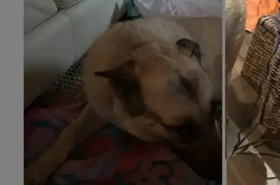 Found pets Belmont, photo: Found dog, Catawba Cove Drive, Belmont - male, tan German shepherd, probably middle-aged