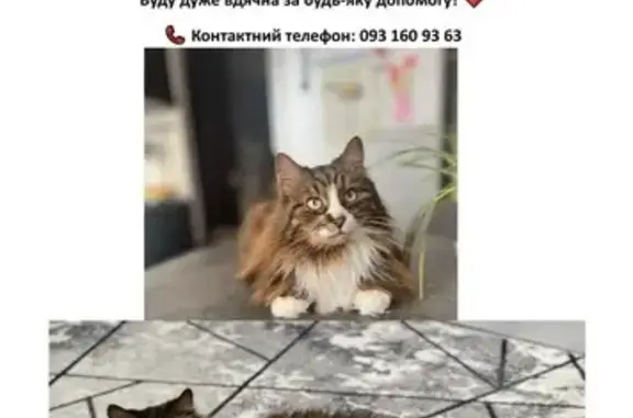 Зникла кішка, Вишгород, Київська область — не виходив на вулицю, 13 років - photo
