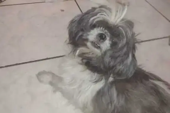 Perdido cachorro fêmea, Rua Ma...