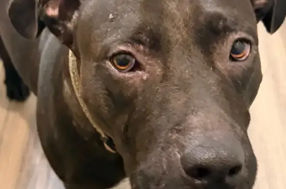 Found on 07/03/26 near N Beckley Ave & W Commerce St, Dallas, TX 75208. I pulled her out of the road around 11:00 PM. She’s incredibly sweet and has gotten along well with my dogs. Unfortunately, I can’t keep her. I live in an apartment and have one special needs dog and another with advanced cancer who is receiving palliative care and requires a lot of extra attention. If her family isn’t found before, I’ll be taking her to Dallas Animal Services (DAS) when they open at 11:00 AM. For her safety, I will only release her to someone who can provide proof that they are her owner (photos, veterinary records, etc.). Otherwise, she’ll need to be reclaimed through DAS. If no owner comes forward, anyone interested in adopting her can contact DAS. Please share so we can help this sweet girl find her way home.