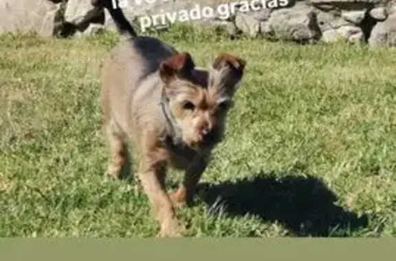Perdido perro hembra, Chiclana...