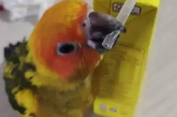 Lost Bird, Upper Boon Keng Road, 17, Hougang - baby sun conure - photo