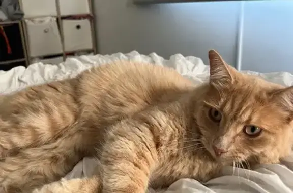 Lost cat, Peel Street, 41, Mandurah - male - photo
