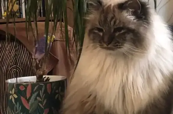 Chat perdu, Rue de Nouzet, Montgeron - mâle, poitrail crème et bout des pattes blanches - photo