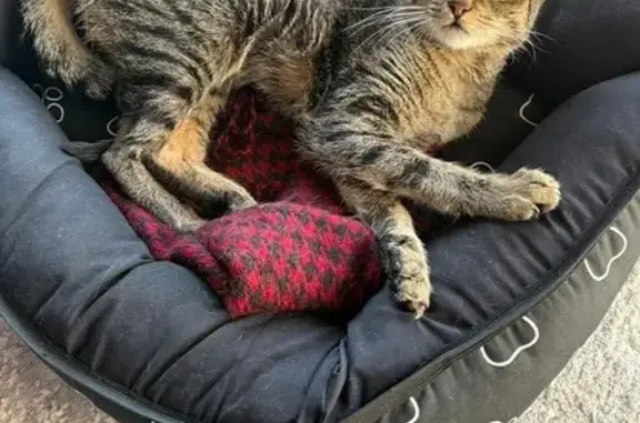 Perdida gata fêmea, Alameda Li...