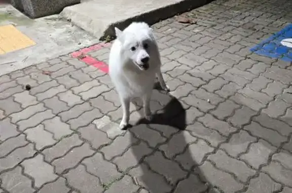 Lost and found pets Singapore, photo: Found dog, Stirling Road, 184, Queenstown - white Japanese Spitz, possibly