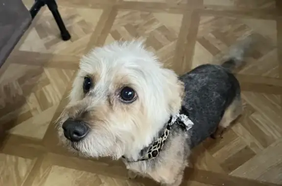 Lost dog, Bandy Court, 5501, Schertz - male, grey, brown, black, 15 pounds - photo