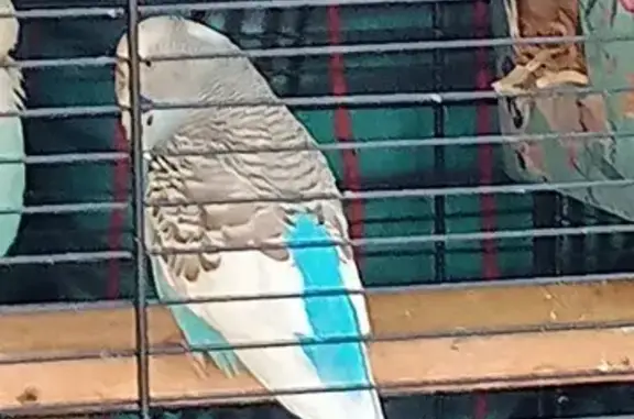Max is a pale/sky blue budgie with distinct white wings, and white tail. Gender, unsure, might a be female. We have 2 budgies & Max flew out accidently in tending to cage care. From near South Morang pub area. Max was lost, on Sun, 28/06/2026.