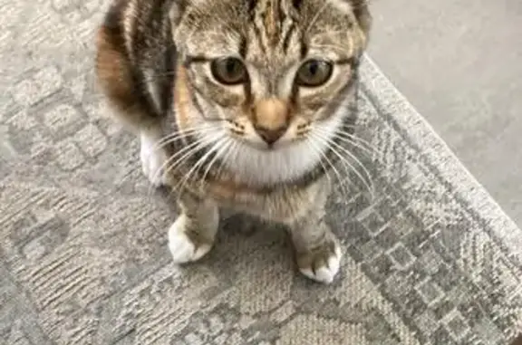 Lost cat, Viking Drive, Cape Town — female kitten with short legs - photo