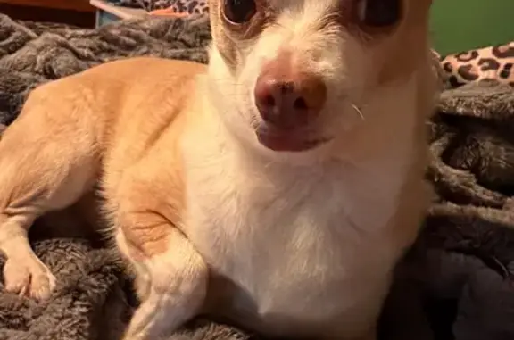 Lost dog, Winter Avenue, 1516, Louisville - male, tan with white accents - photo