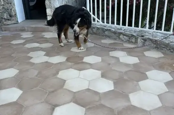 Encontrado perro macho, Carrer...