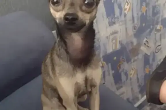 Perdido cachorro fêmea, Rua Jc...