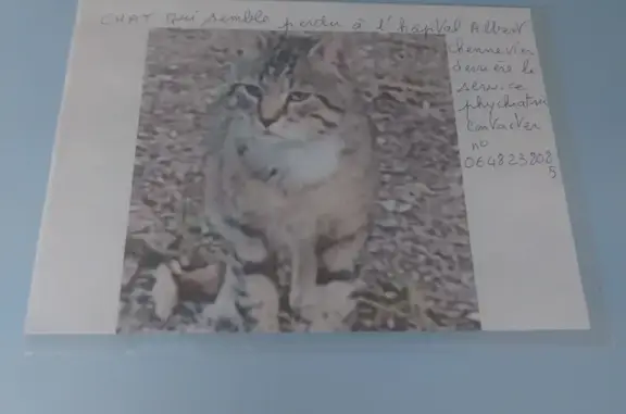 Chat trouvé Paris, photo: Chat trouvé, Rue de Mesly, 40, Créteil, Paris — vient manger à l’hôpital Albert Chenevier
