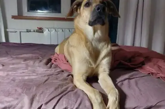 Зникла собака, проспект Володимира Івасюка, 34, Осещина — метис, ляклива - photo