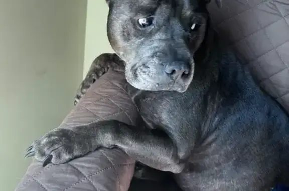 Lost dog, Riverside Drive, 284, Campbelltown - female with folded ear - photo