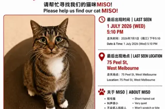 Lost cat, Peel Street, 75, Melbourne - female, short-haired, very gentle - photo
