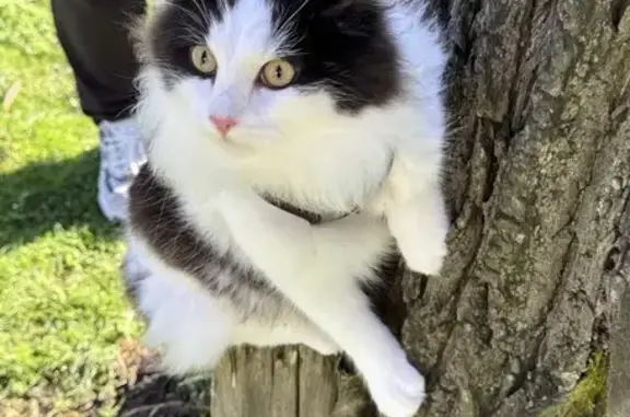 Lost cat, Arthur Street, 49, Melbourne, Banyule - male, very shy - photo