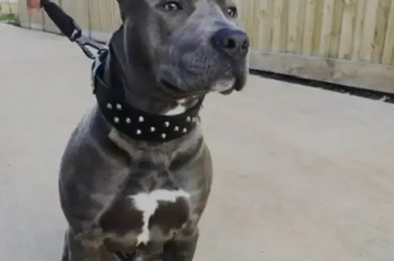 Missing dog Melbourne, photo: Lost dog, Melton, Victoria, Brimbank — male blue American Staffordshire Terrier, no collar