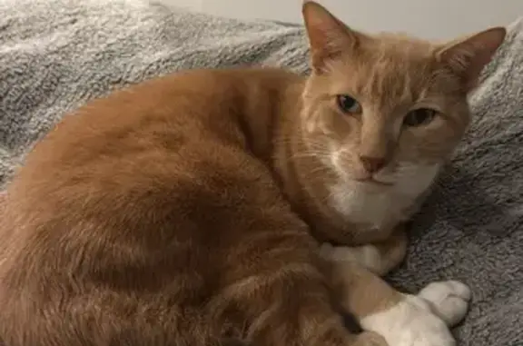 Lost pets Cottesloe, photo: Lost cat, Cottesloe, Western Australia - male ginger tabby, large